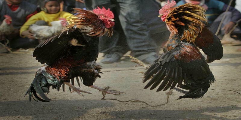 Đá gà trực tuyến ngày càng phát triển với nhiều kèo cược chất lượng