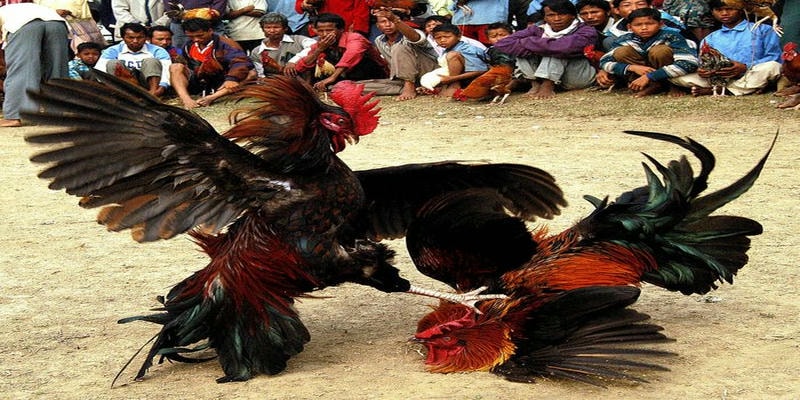 Chơi đá gà trực tuyến trở thành lựa chọn cá cược đỉnh cao