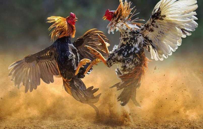 Đá gà Campuchia một loại hình cá cược vô cùng hấp dẫn