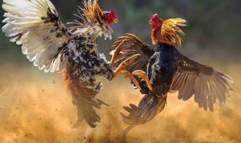 Đá gà trực tuyến an toàn nhiều hơn cho người dùng tại Việt Nam