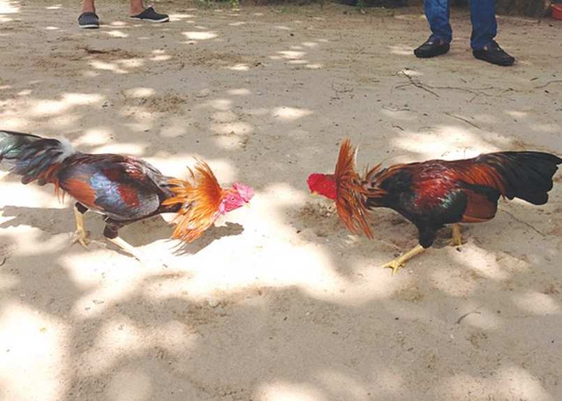 Đá gà trực tuyến rất dễ dàng để tham gia bằng ứng dụng điện thoại